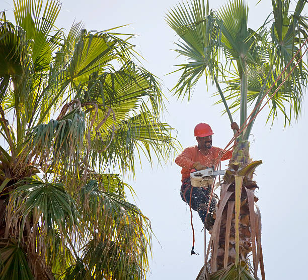 Tree Health Inspection in Darby, PA